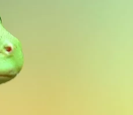 Photo of Frog